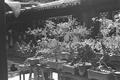Garden at Moslem restaurant at Lanzhou taken on Joseph Needham's 1943 visit to Dunhuang.