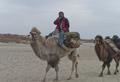 IDP Field Trip: Camel journey from Daheyan to Karadong (Nijat Rozi), 18 November 2011.