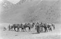 Camels in the Pamir, en rute from Srinagar to Kashgar.