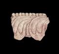 Fragment of a stucco ornament. This is a bead and lotus petal border which was moulded using the mould MAS.408 and then painted in red and white. The border was probably part of a lotus throne.;