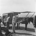 Photograph of horse cart, Gansu taken by Irene Vincent in 1948.