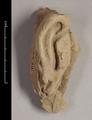 Fragment of a statue made of yellowish brown, hard-baked clay. Elongated  human ear with part of the pierced earlobe missing.
