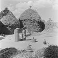Winnowing grain in Gansu, China, 1948.