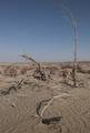 Beginning of the desert near the entrance to Niya site, 10 November 2011.