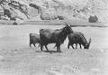 Goats in the Pamir en route from Srinagar to Kashgar.