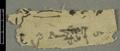 Manuscript fragment, script and language not identified.