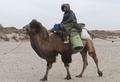 IDP Field Trip: Camel journey from Daheyan to Karadong (Vic Swift), 18 November 2011.
