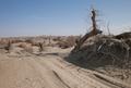 Beginning of the desert near the entrance to Niya site, 10 November 2011.