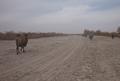 IDP Field Trip: Camel journey from Daheyan to Karadong, 18 November 2011.