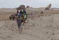 IDP Field Trip: Camel journey from Daheyan to Karadong (Vic Swift, Alastair Morrison and Nijat Rozi), 18 November 2011.