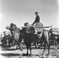 Irene Vincent on a camel, Gansu, China, in 1948.