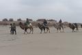 IDP Field Trip: Camel journey from Daheyan to Karadong (Vic Swift, Alastair Morrison and Nijat Rozi), 18 November 2011.
